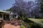 Jacaranda Jacaranda